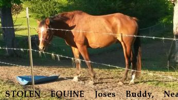 STOLEN EQUINE Joses Buddy, Near Verbena, AL, 36091